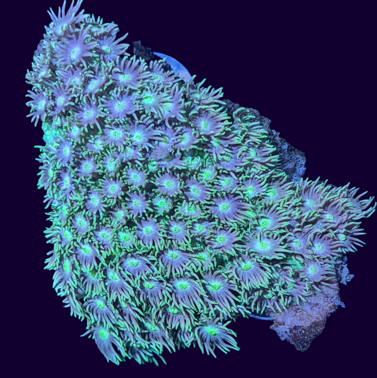 Goniopora (collection Only)