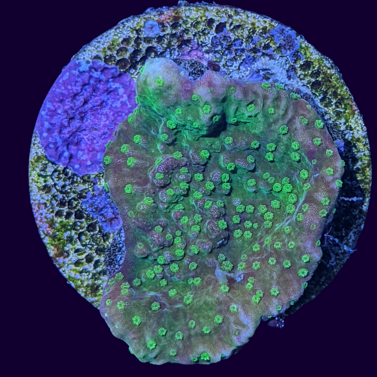 Green Plating Montipora (UK Grown)
