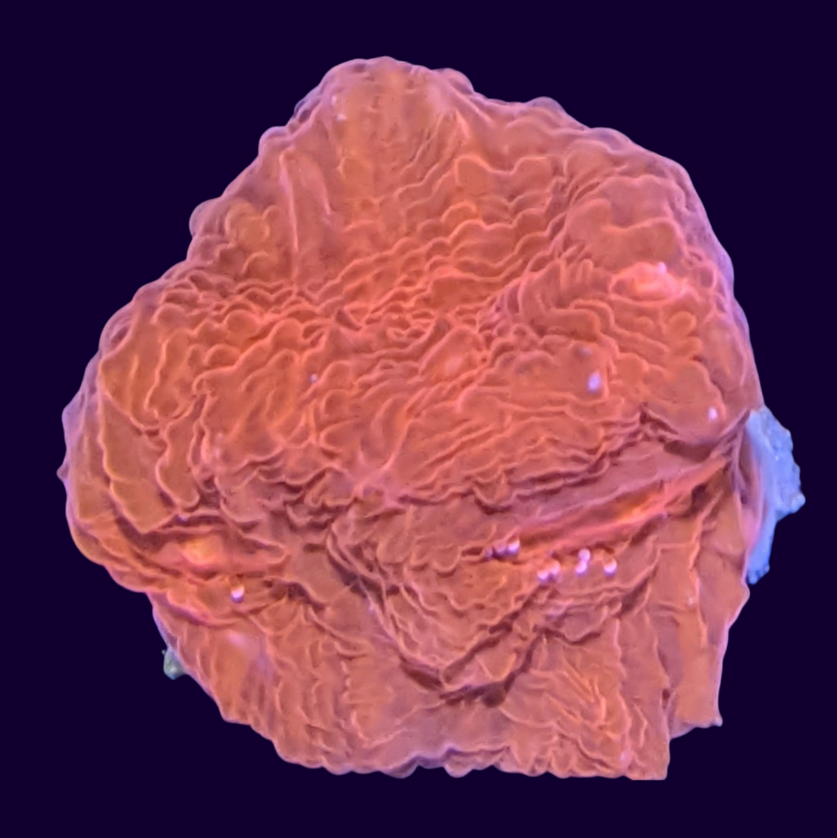 Red Lava Chalice (UK Grown)