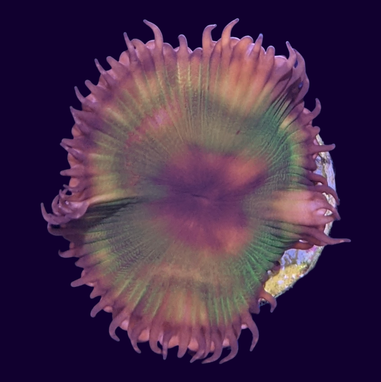 Grandis Paly Zoa Frag (UK Grown)
