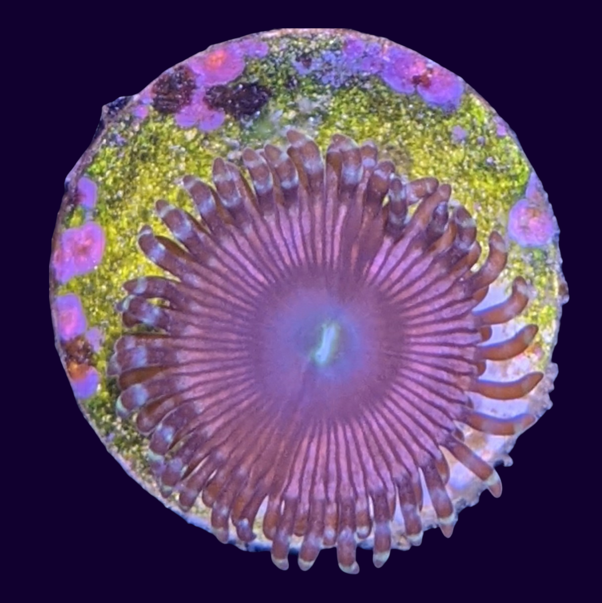 Pink Passion Zoa Frag (UK Grown)