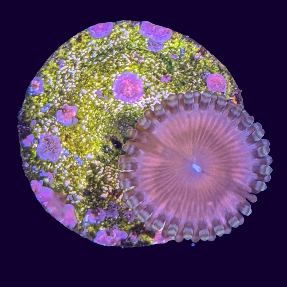 Pink Passion Zoa Frag (UK Grown)