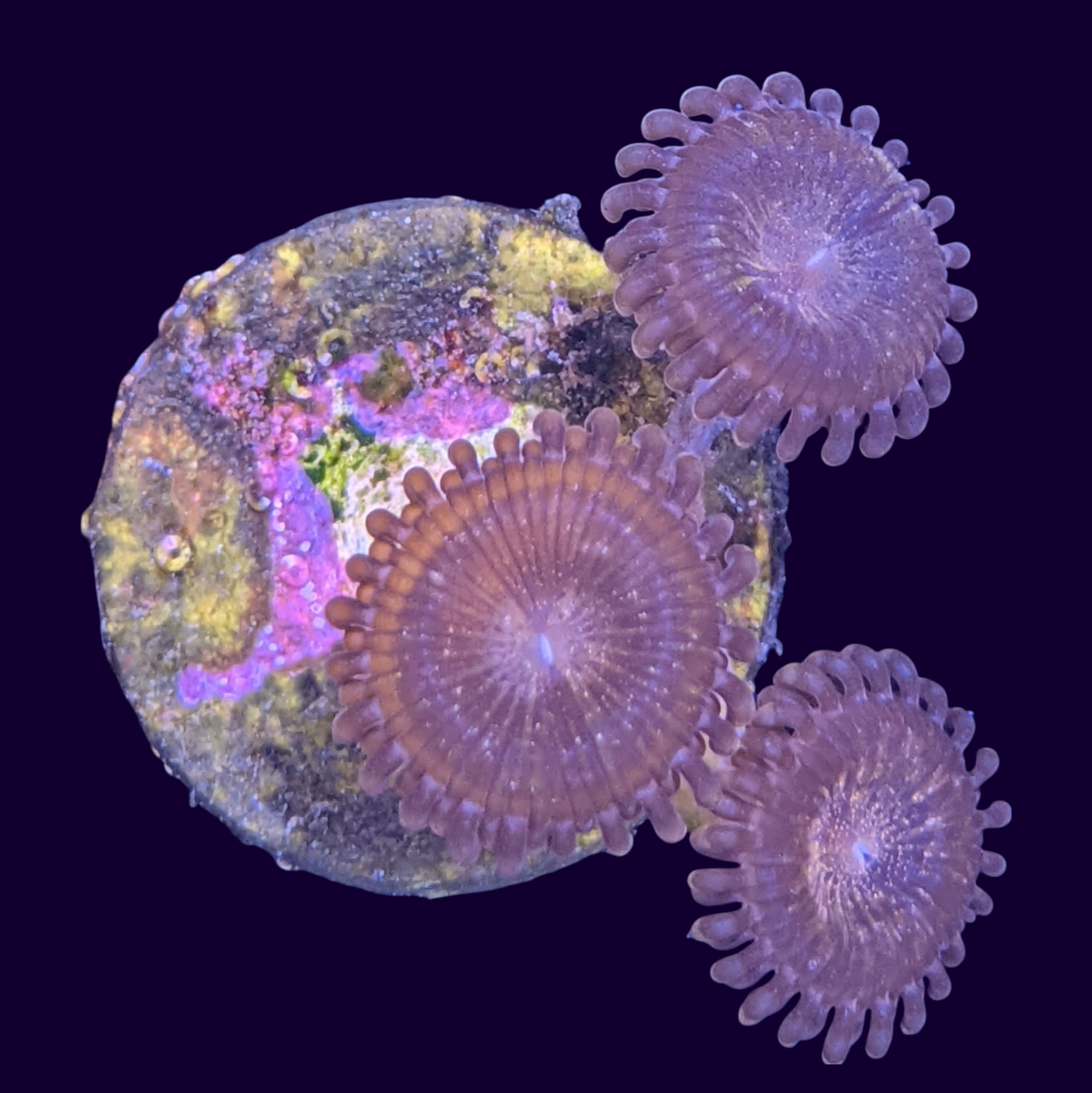 Fairy Dust Zoa (UK Grown)