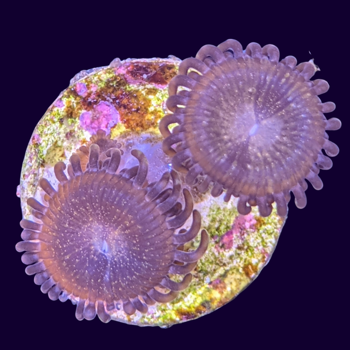 Fairy Dust Zoa (UK Grown)