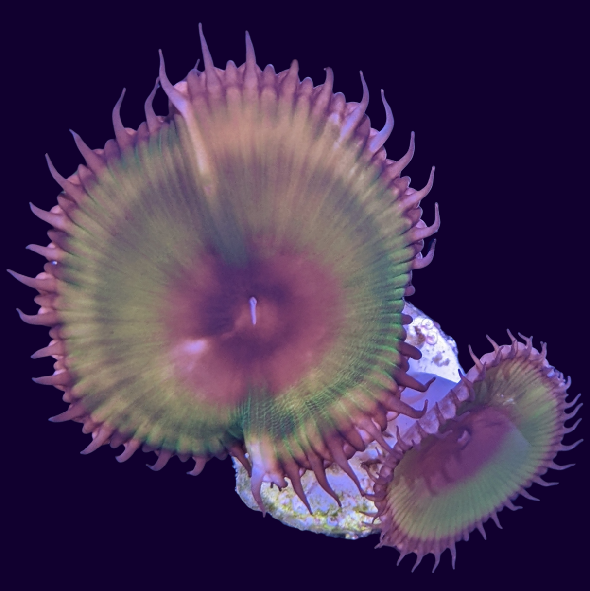 2 Head Grandis Paly Zoa Frag (UK Grown)