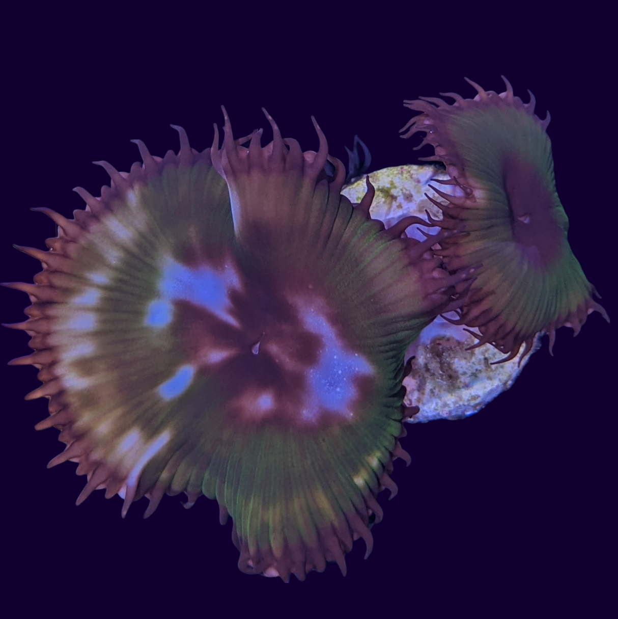 2 Head Grandis Paly Zoa Frag (UK Grown)