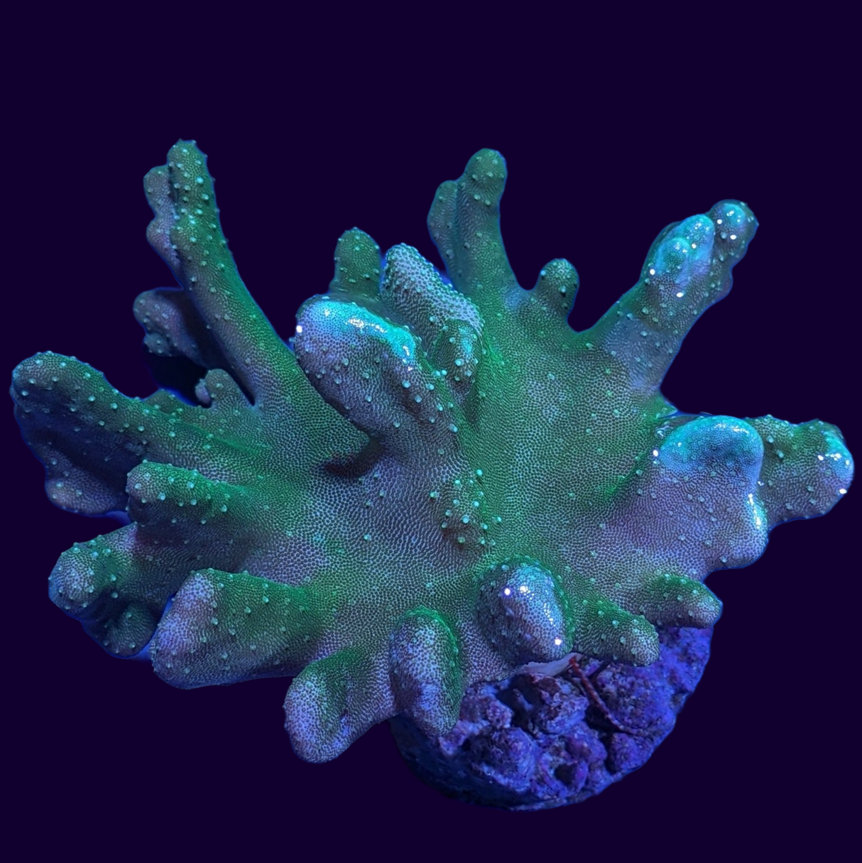 Large Aquacultured Green Toadstool