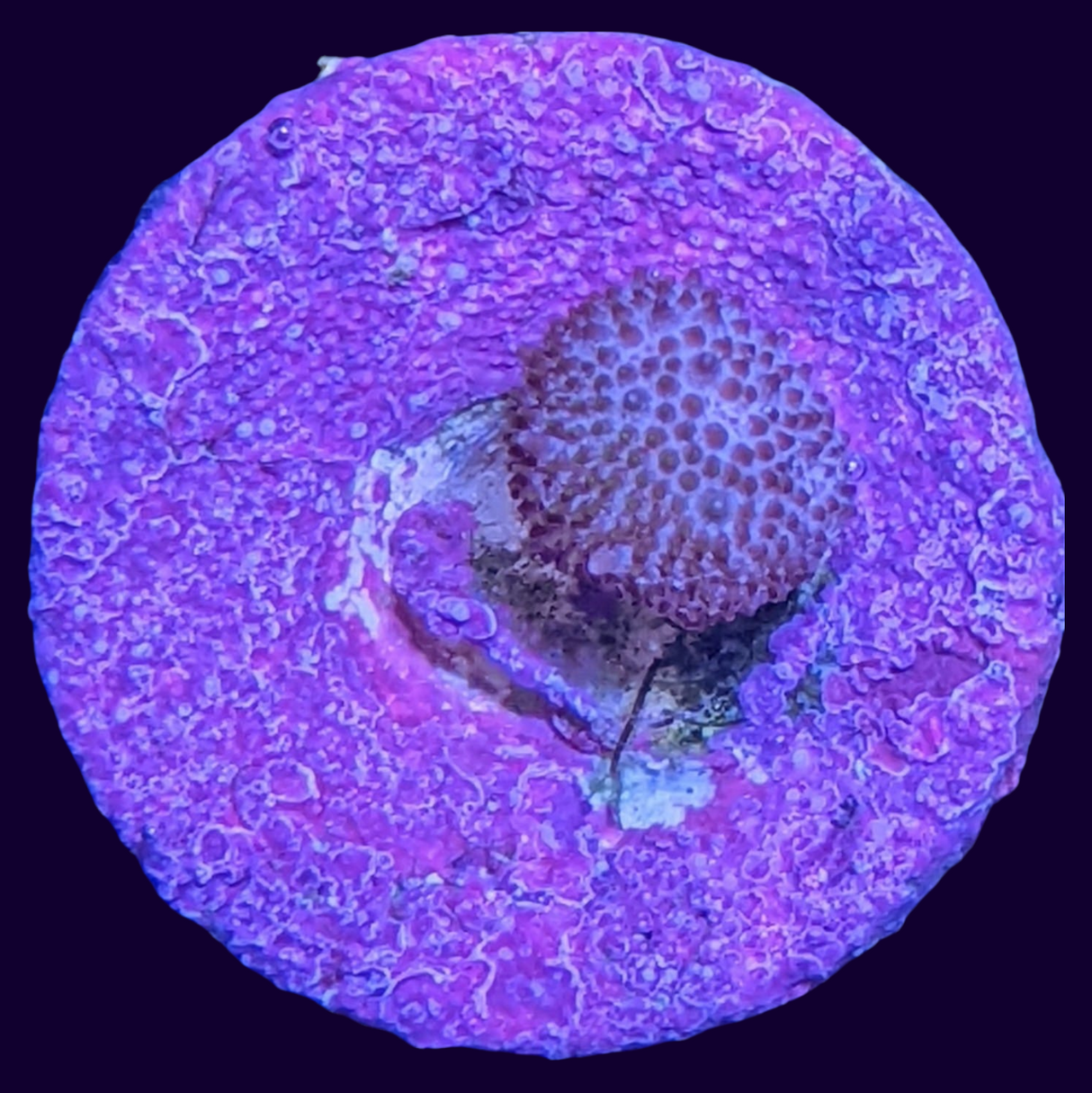 Mini Toadstool (UK Grown)
