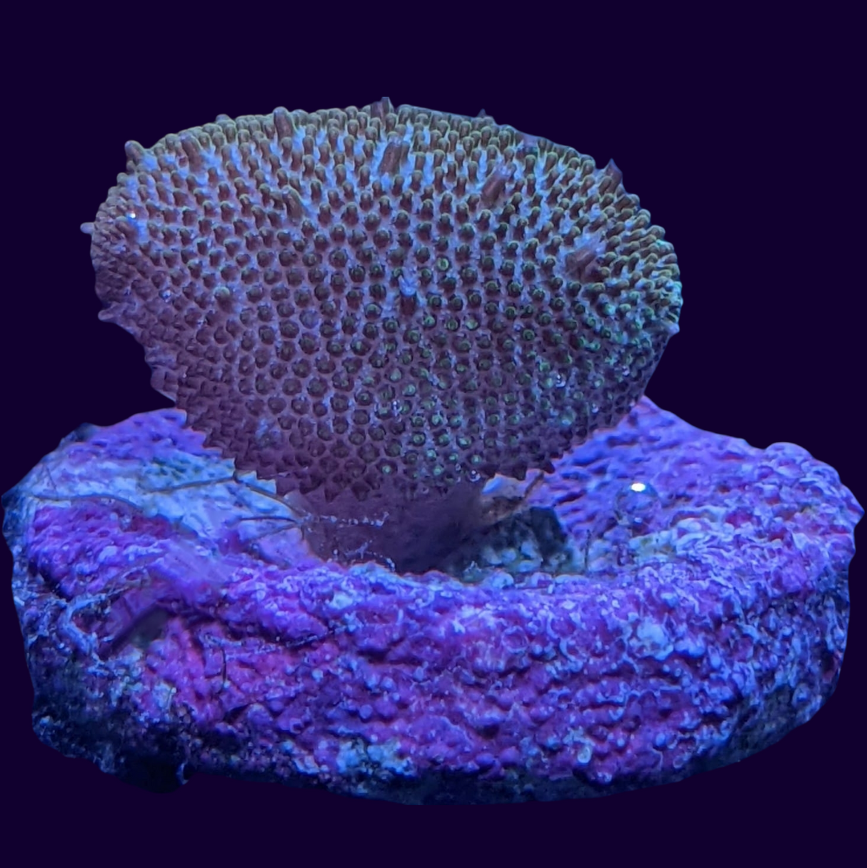 Mini Toadstool (UK Grown)