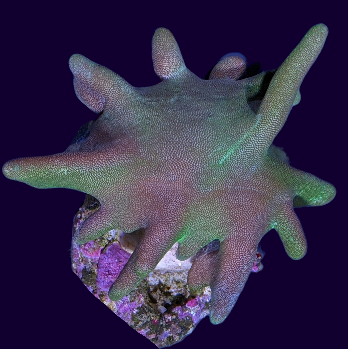 Aquacultured Green Toadstool