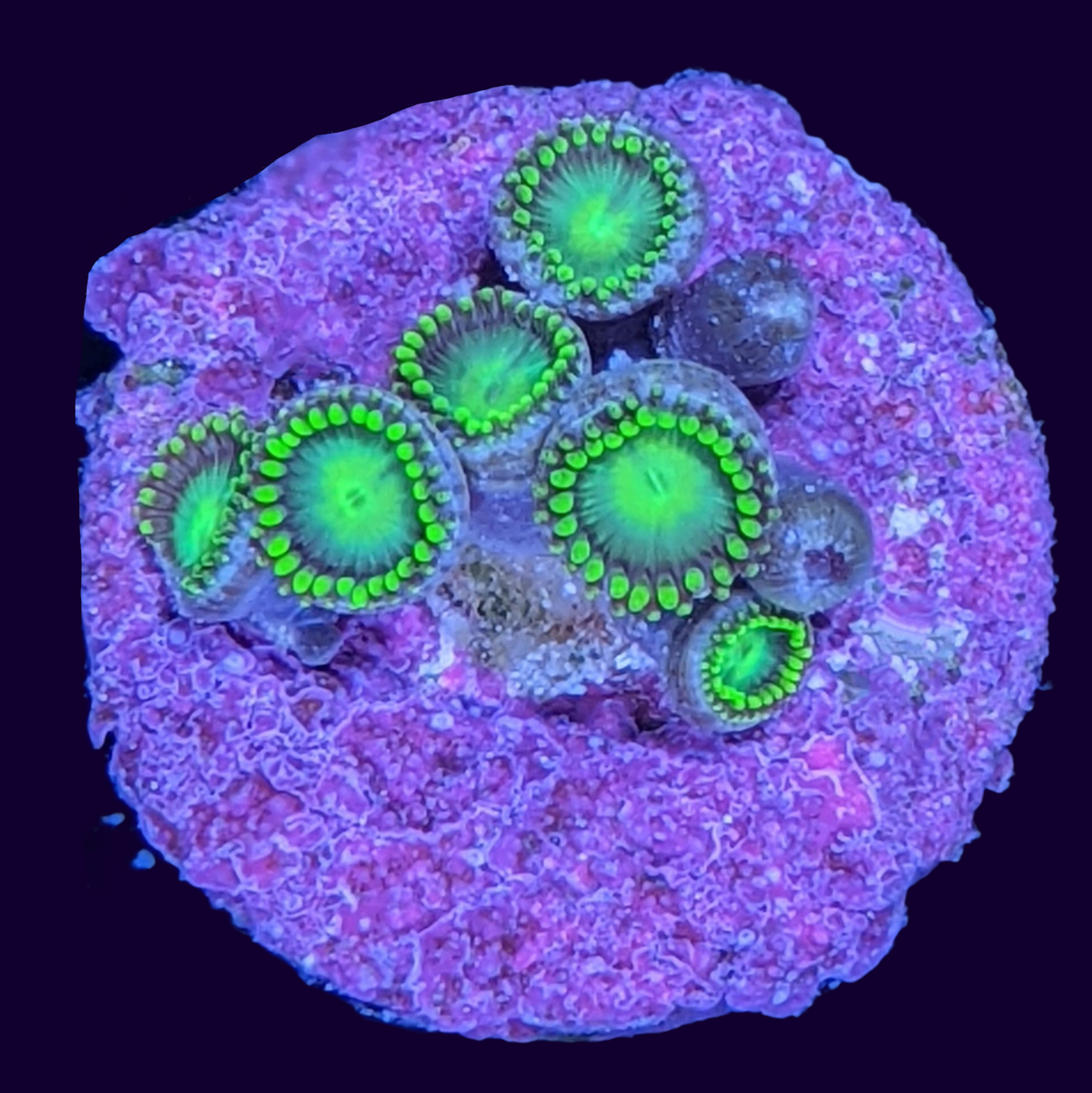 Radioactive Dragons Eye Zoa Frag (UK Grown)