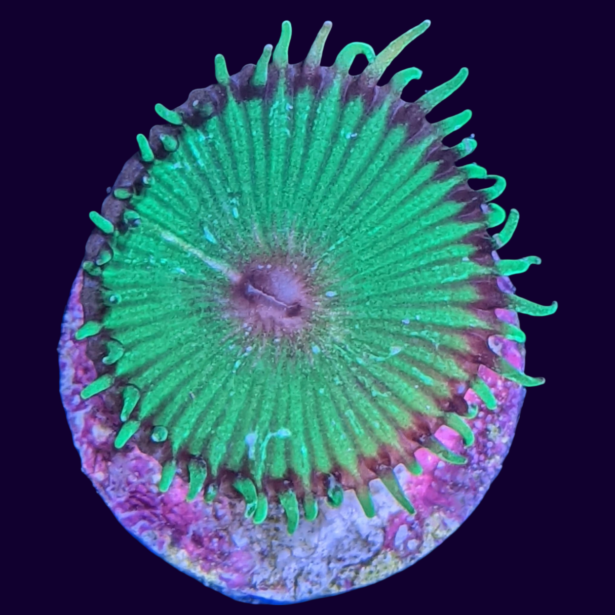 Green Paly Zoa Frag (UK Grown)