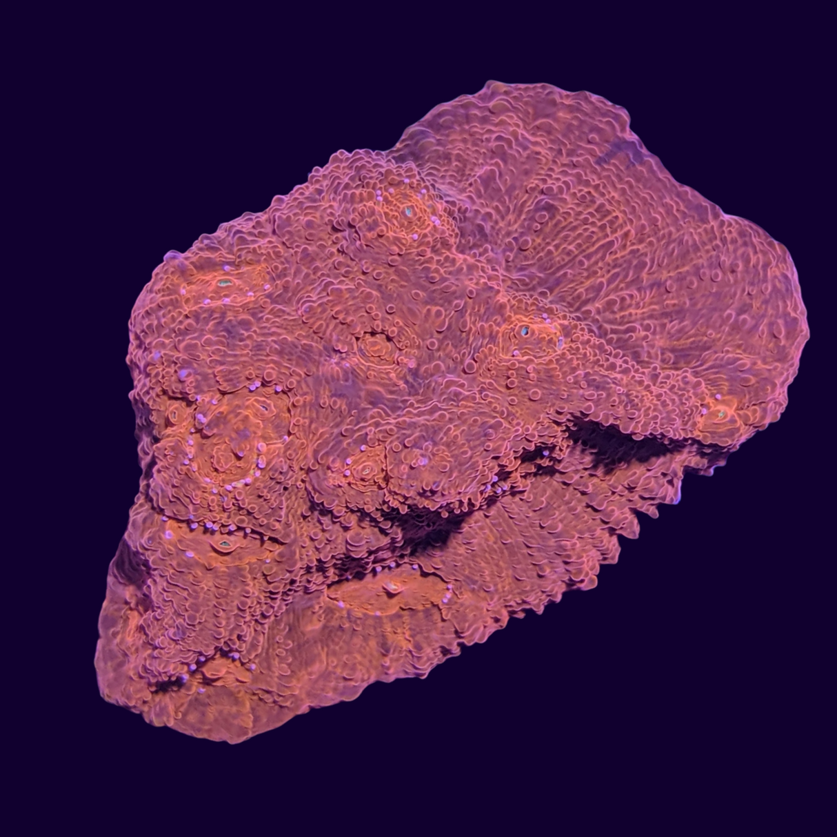 Red Lava Chalice (UK Grown)