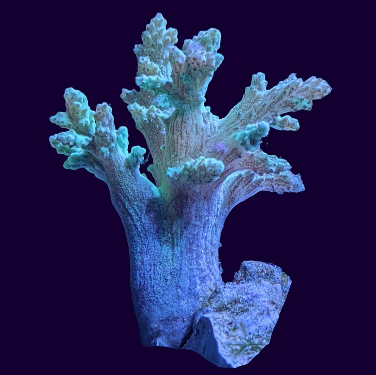 Aquacultured Green Sinularia