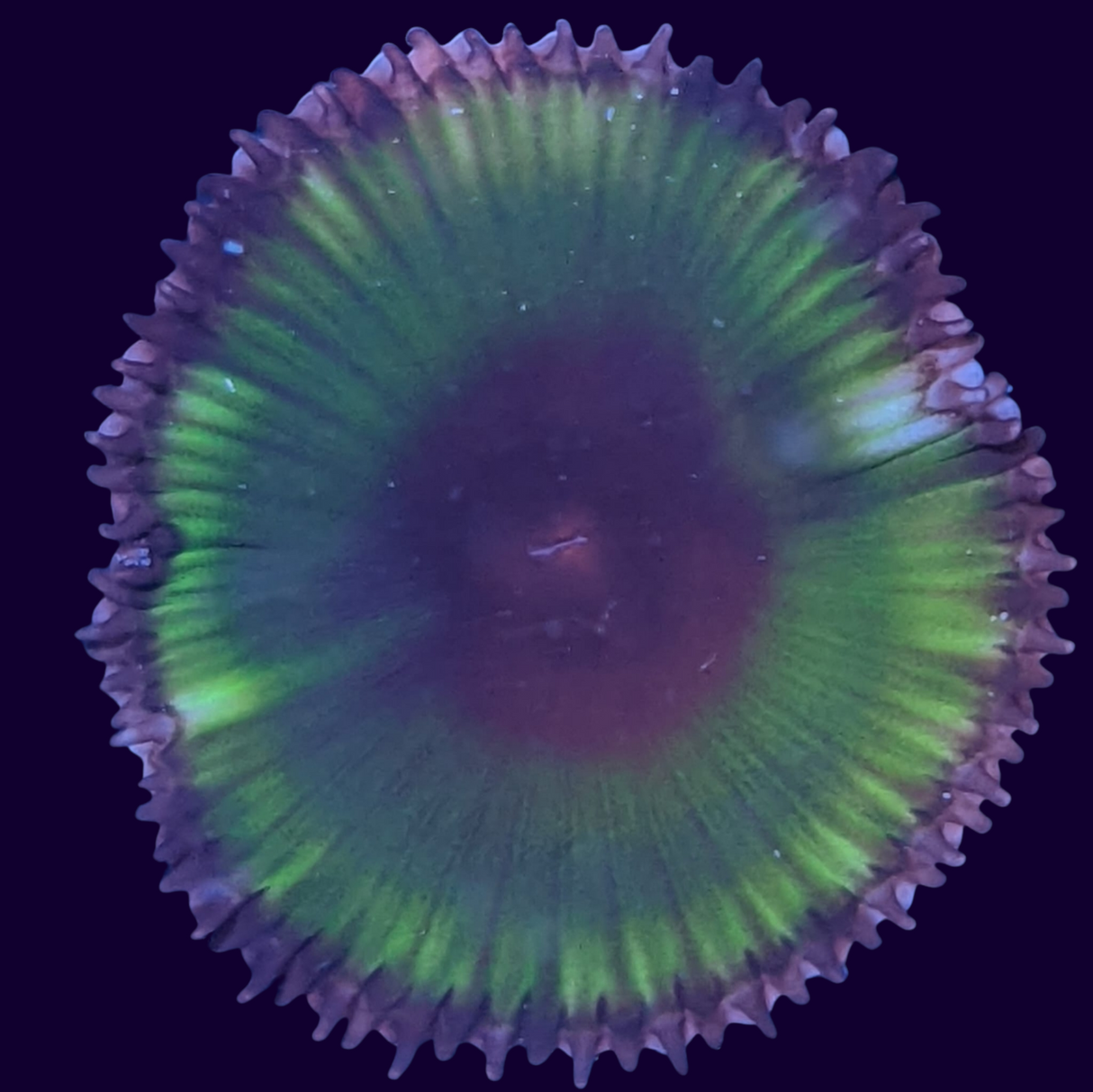 Grandis Paly Zoa Frag (UK Grown)