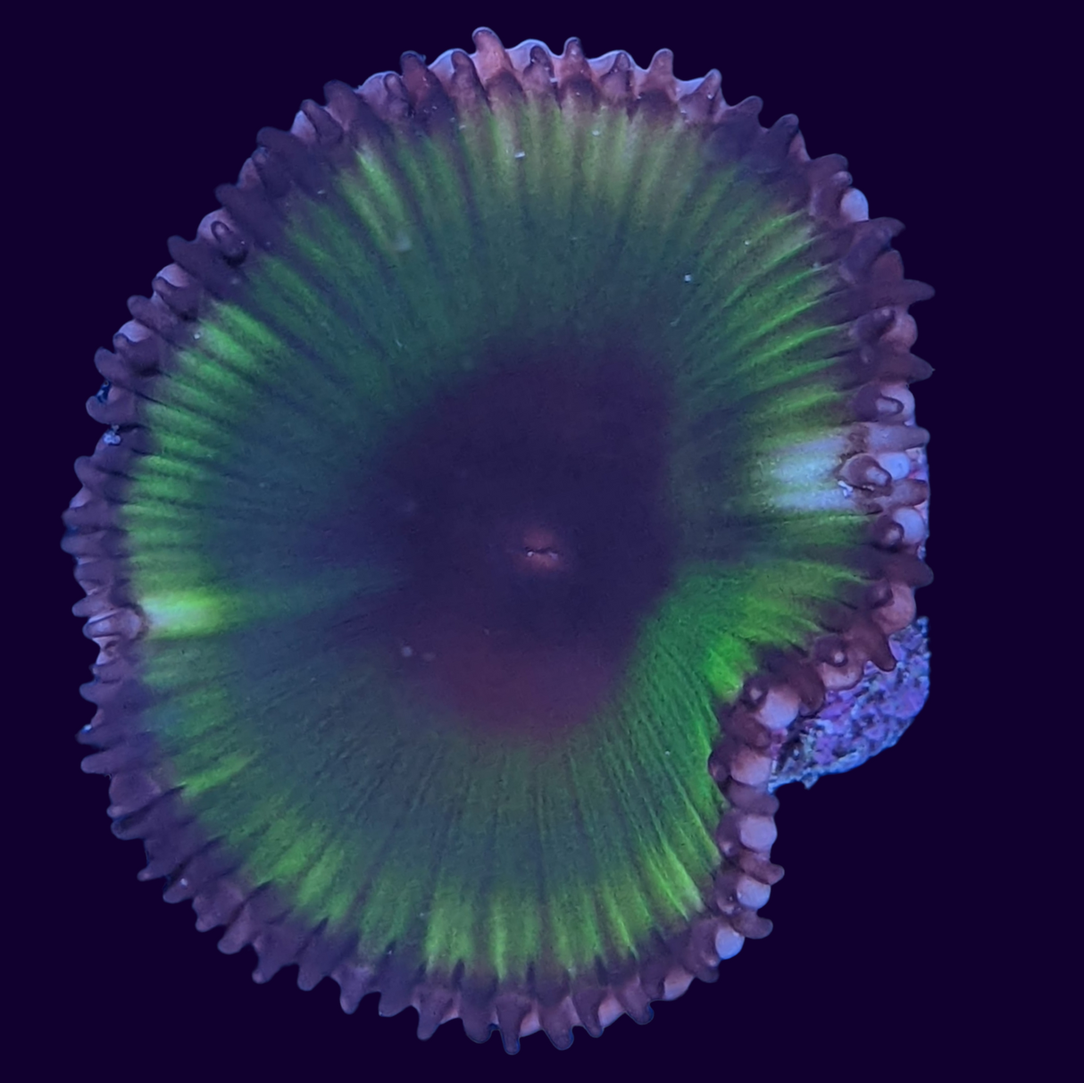 Grandis Paly Zoa Frag (UK Grown)