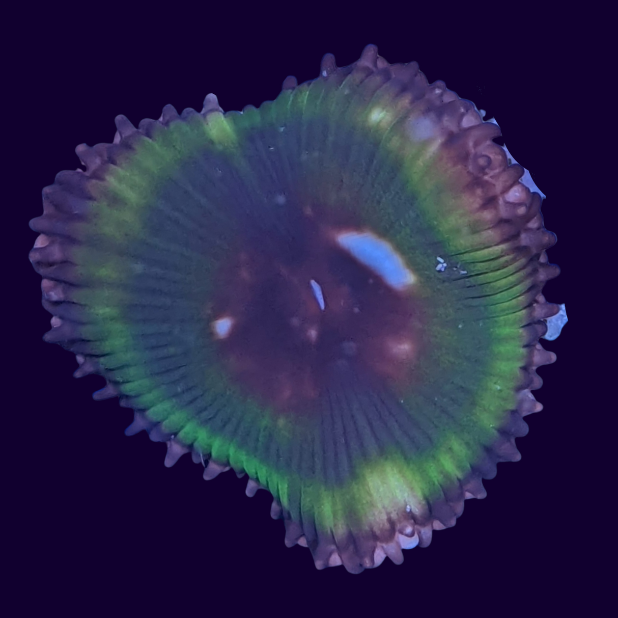 Grandis Paly Zoa Frag (UK Grown)