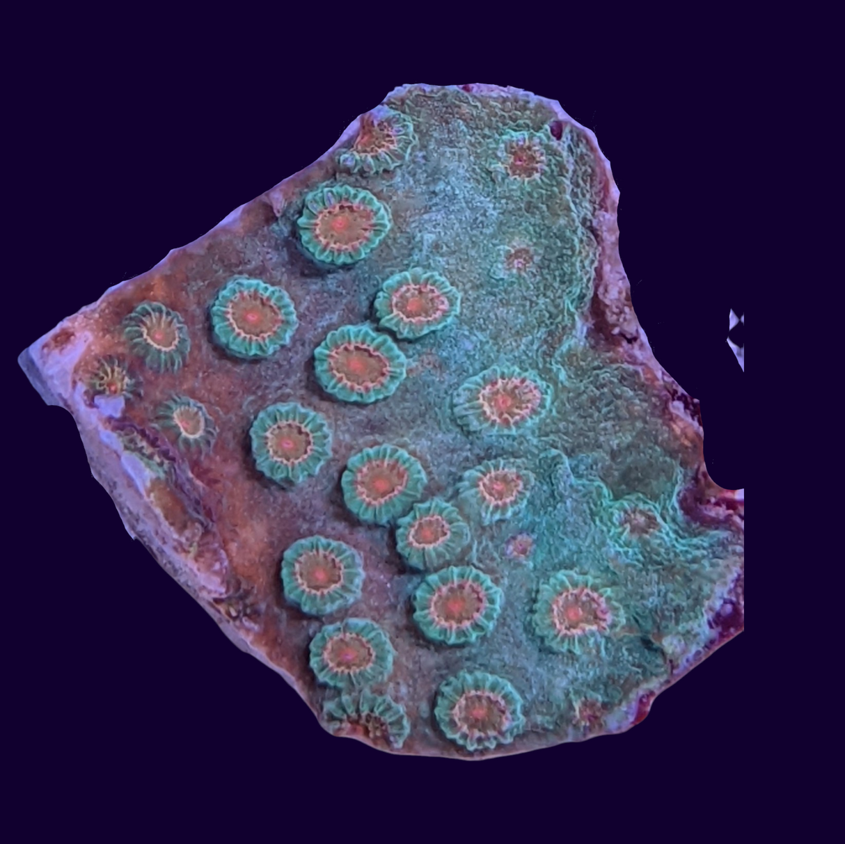 Jingle Bells Cyphastrea