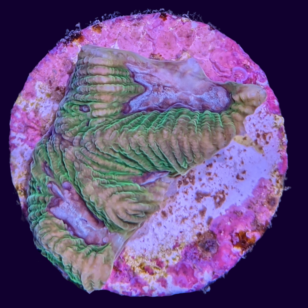 Toxic Green Blue Centre Platygyra