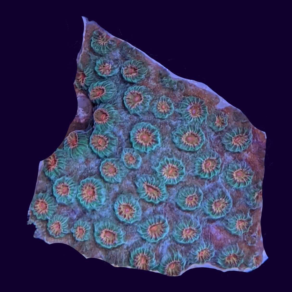 Jingle Bells Cyphastrea