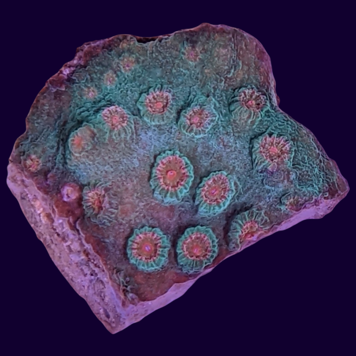 Jingle Bells Cyphastrea