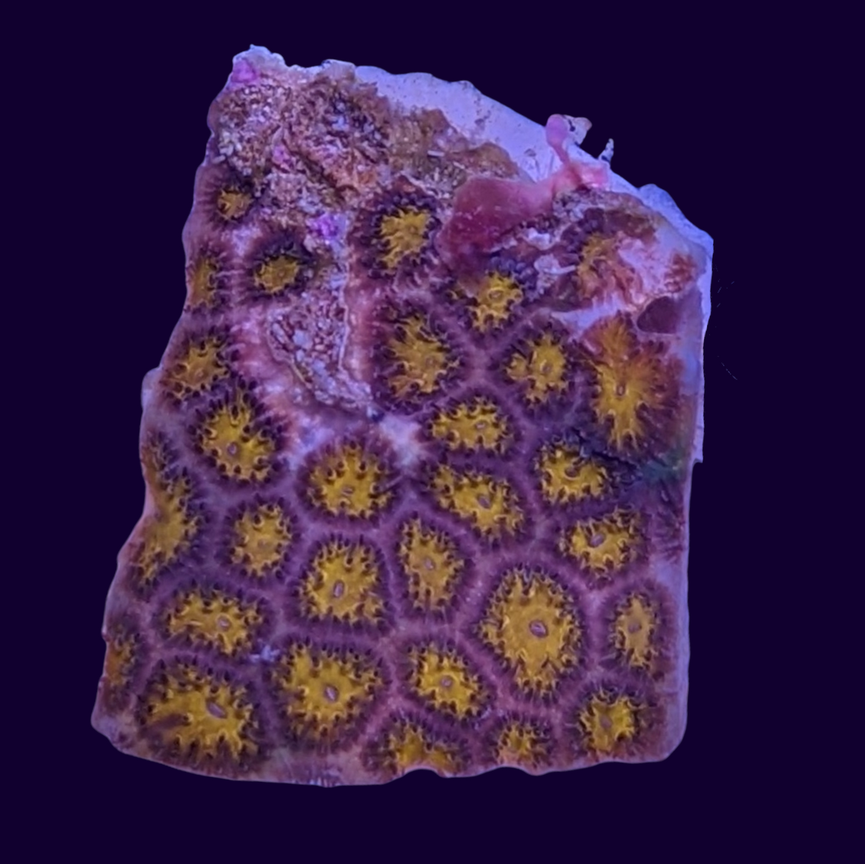 Orange Leptastrea Frag