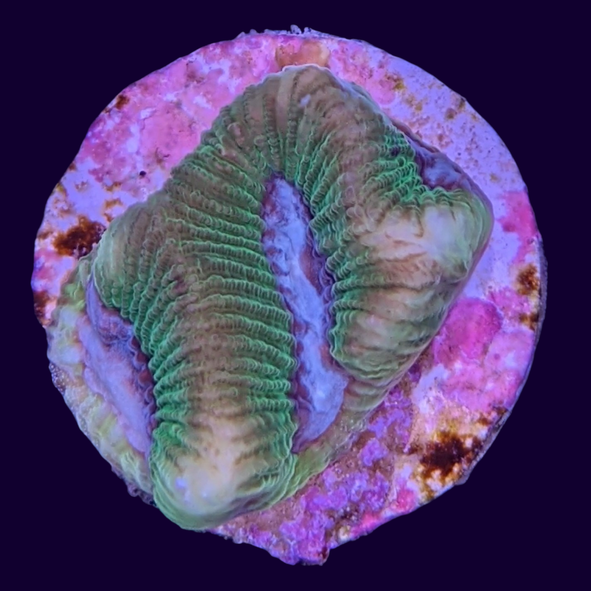 Toxic Green Blue Centre Platygyra