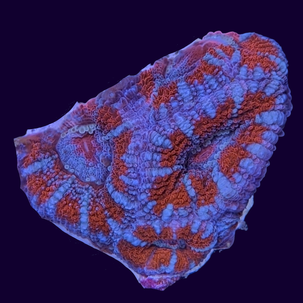 Acanthastrea Lordhowensi
