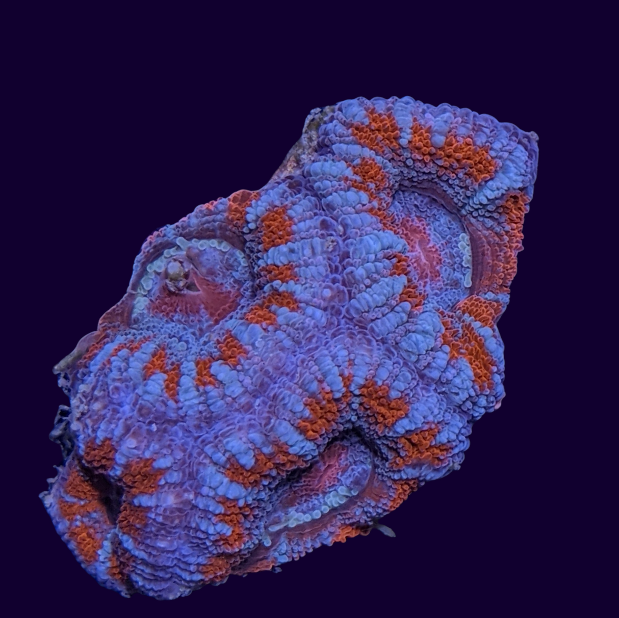 Acanthastrea Lordhowensi