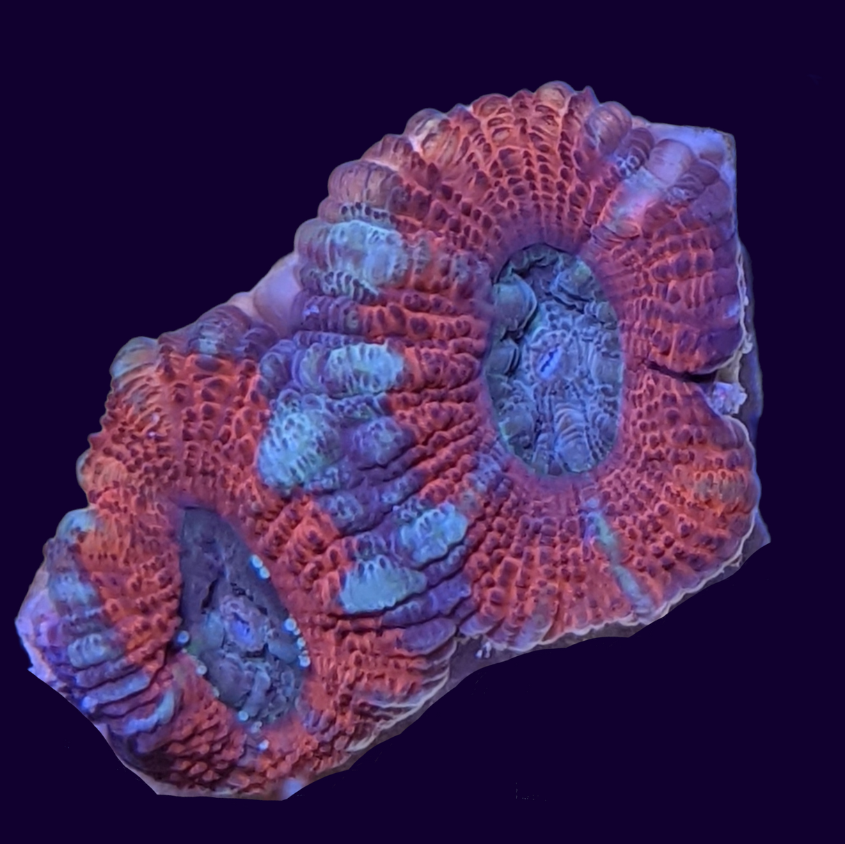 Acanthastrea Lordhowensi