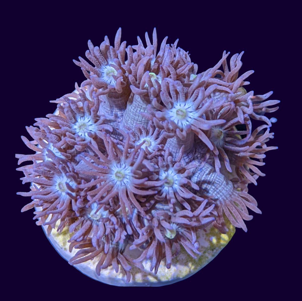 Long Polyp Blue Goniopora
