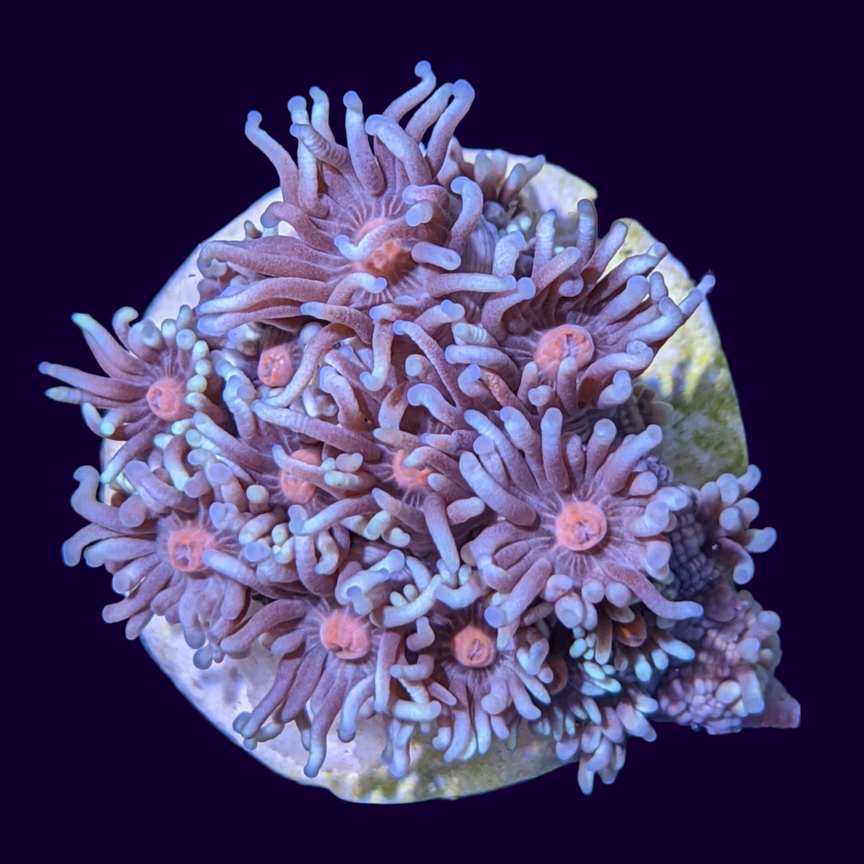 Long Polyp Blue with Pink Eye Goniopora