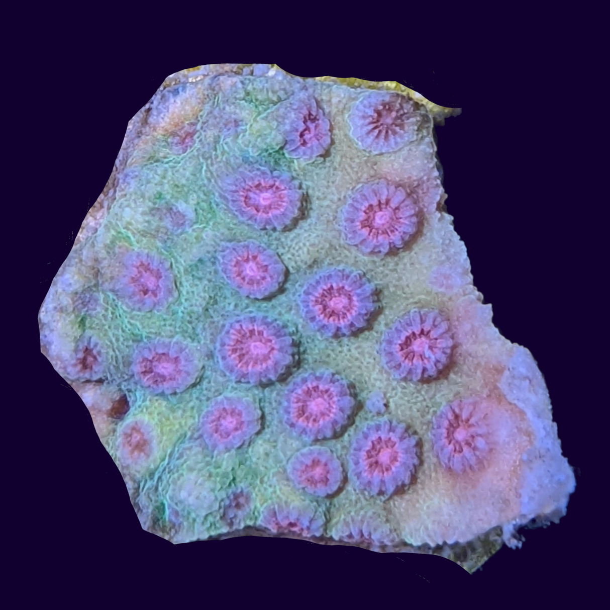 Alien Pox Cyphastrea