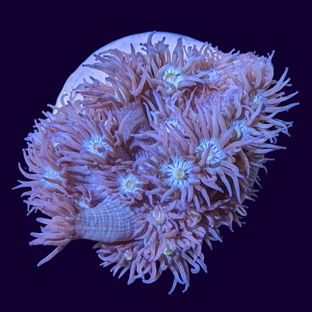Long Polyp Blue Goniopora