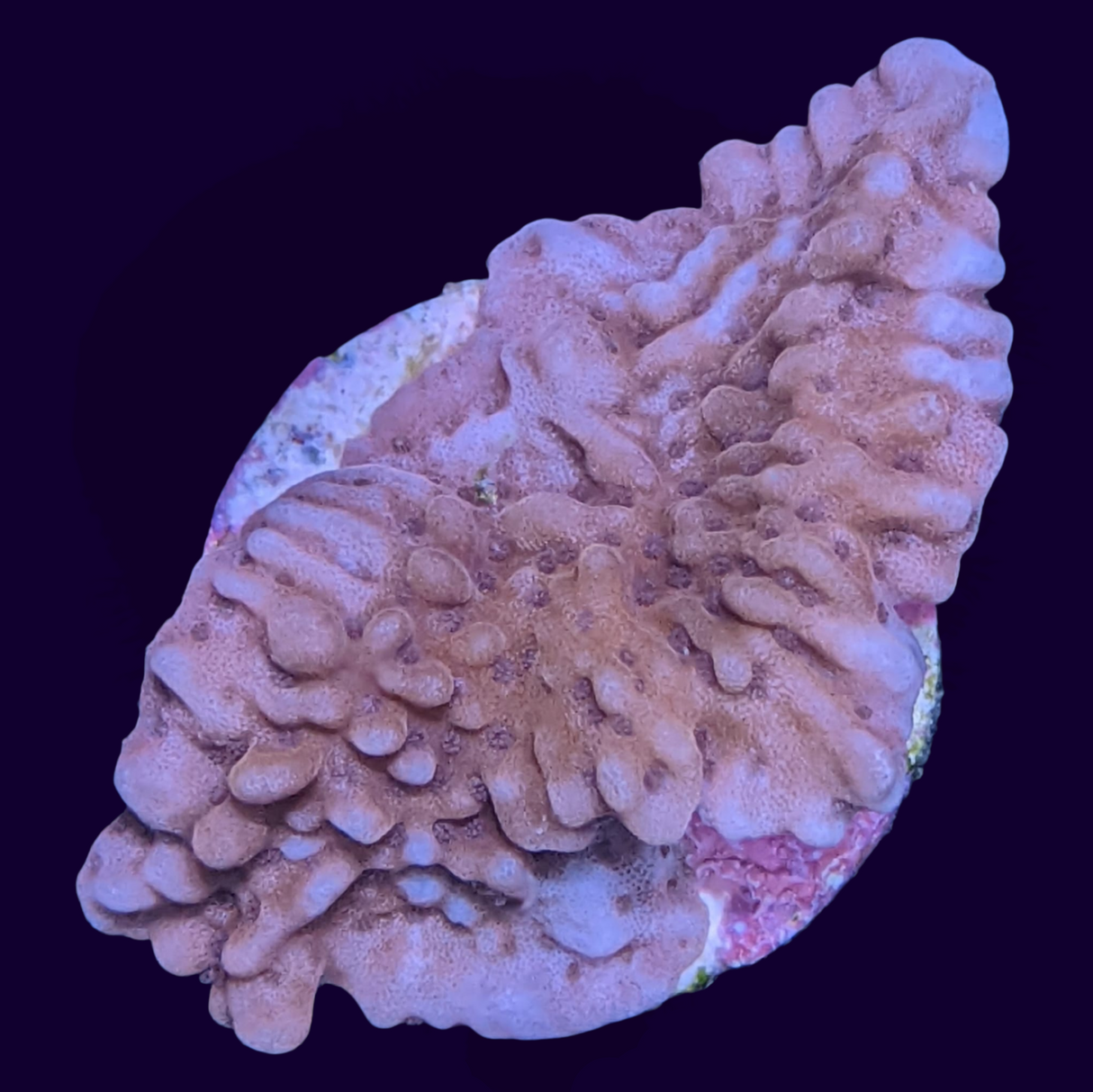 Pink Montipora (UK Grown)