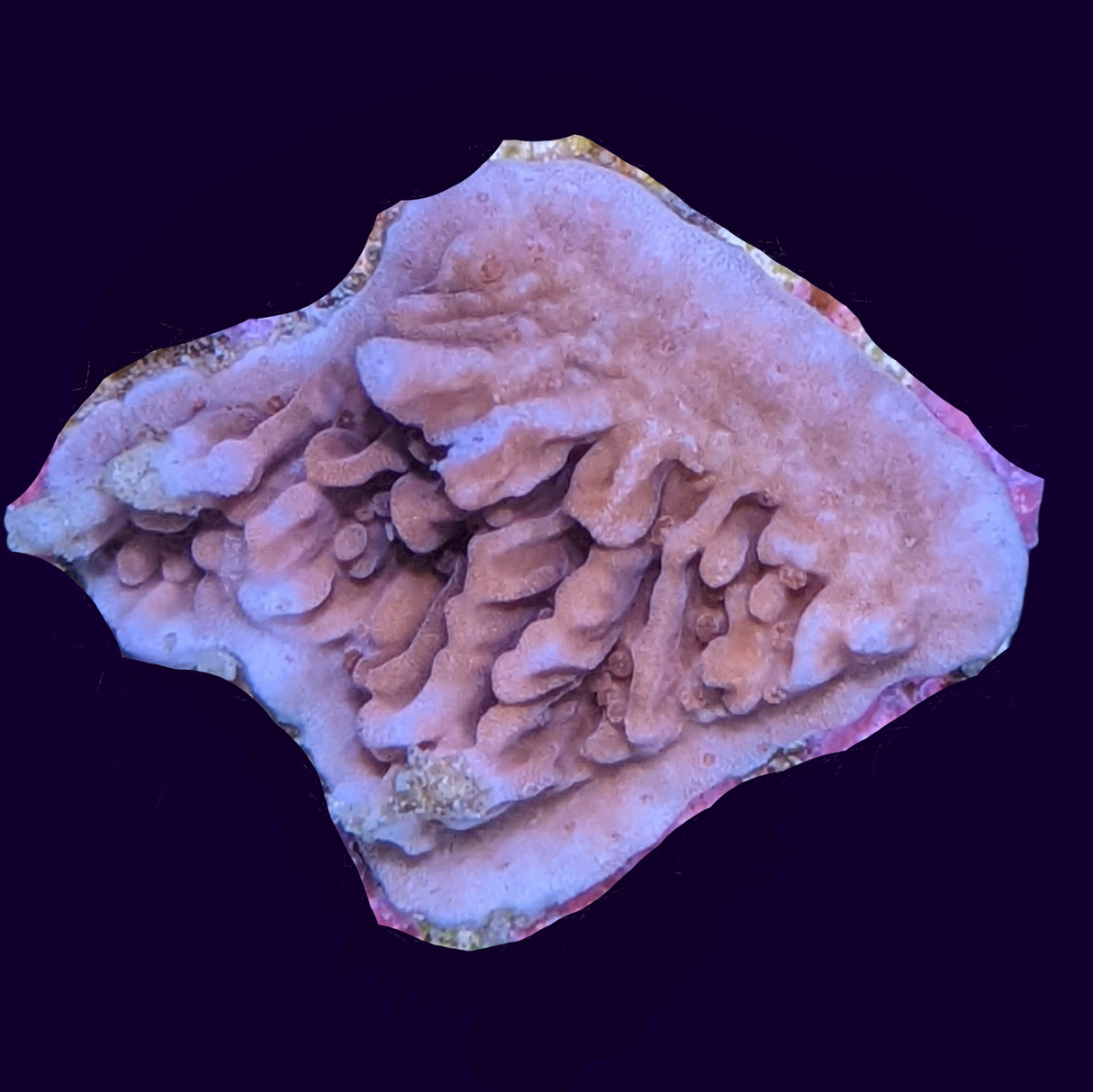 Pink Montipora (UK Grown)