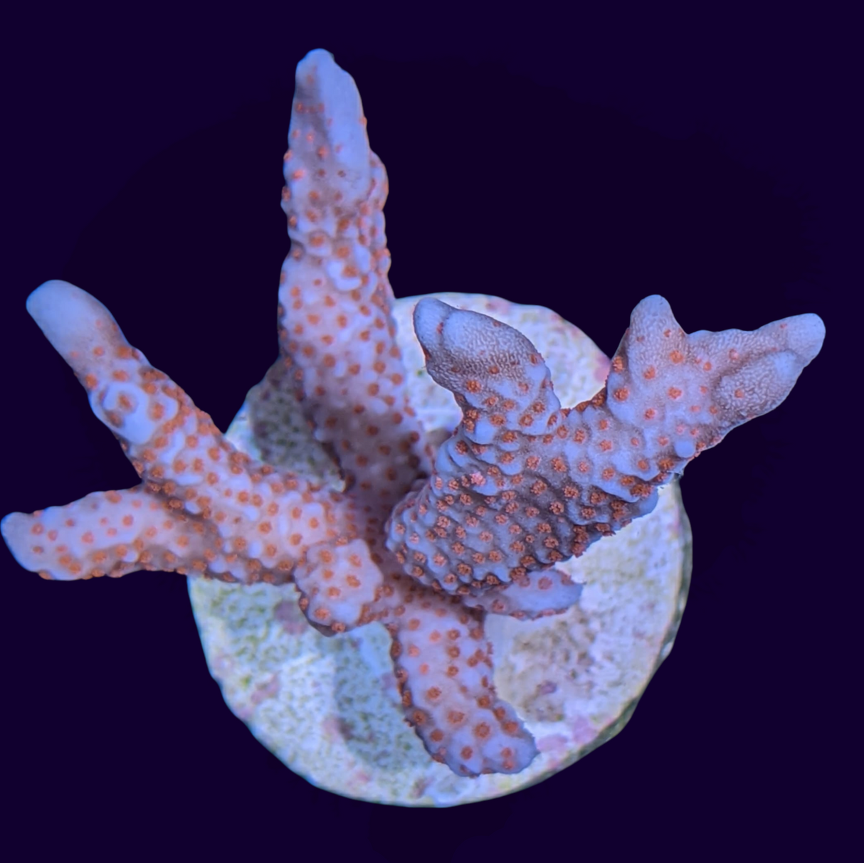 Red Digitata Montipora (UK Grown)