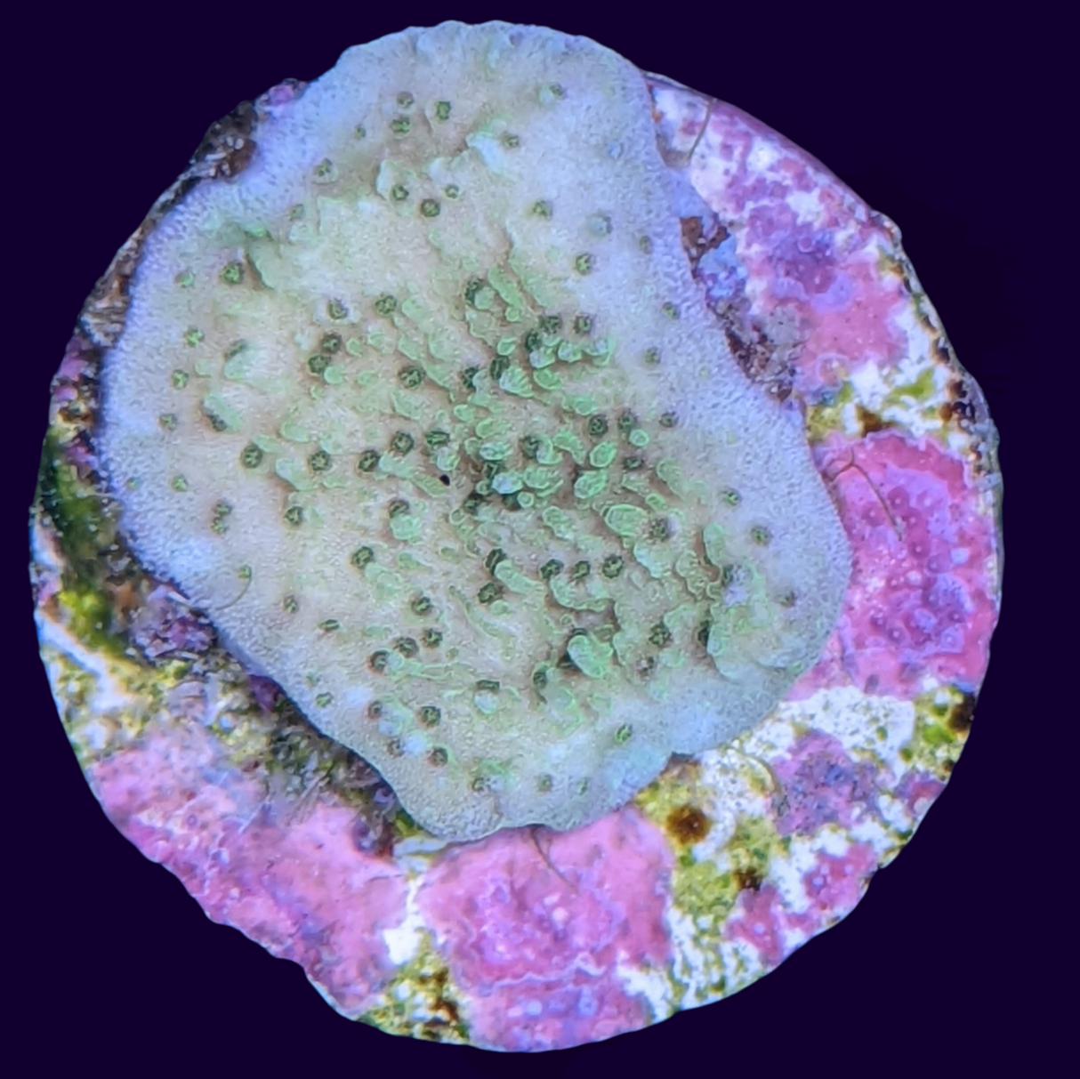 Green Montipora (UK Grown)