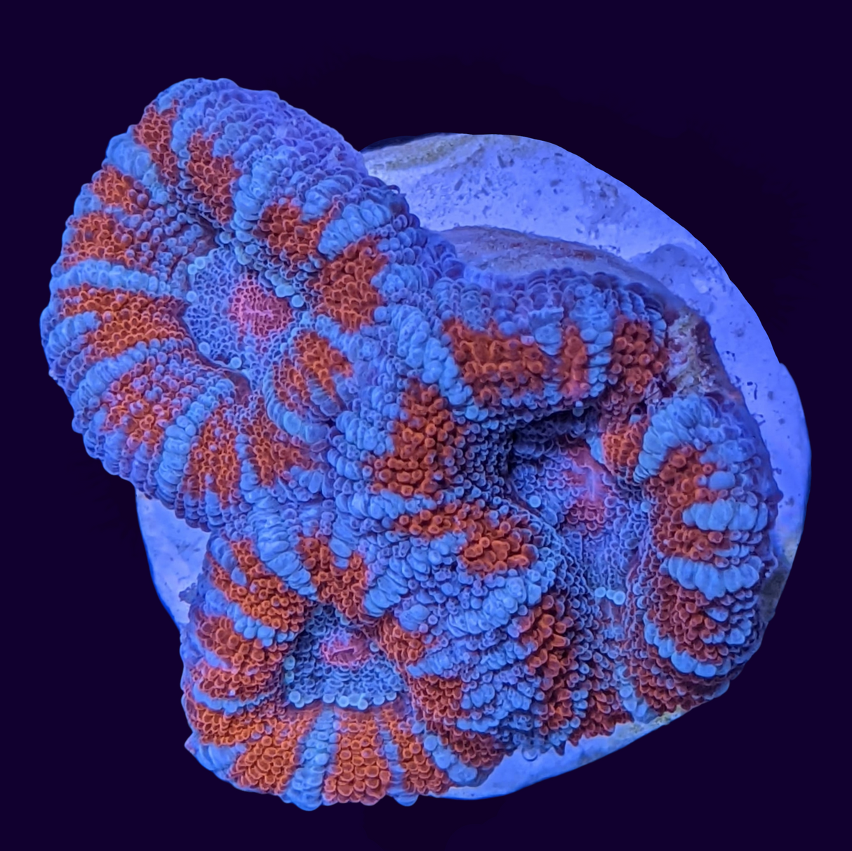 Acanthastrea Lordhowensi