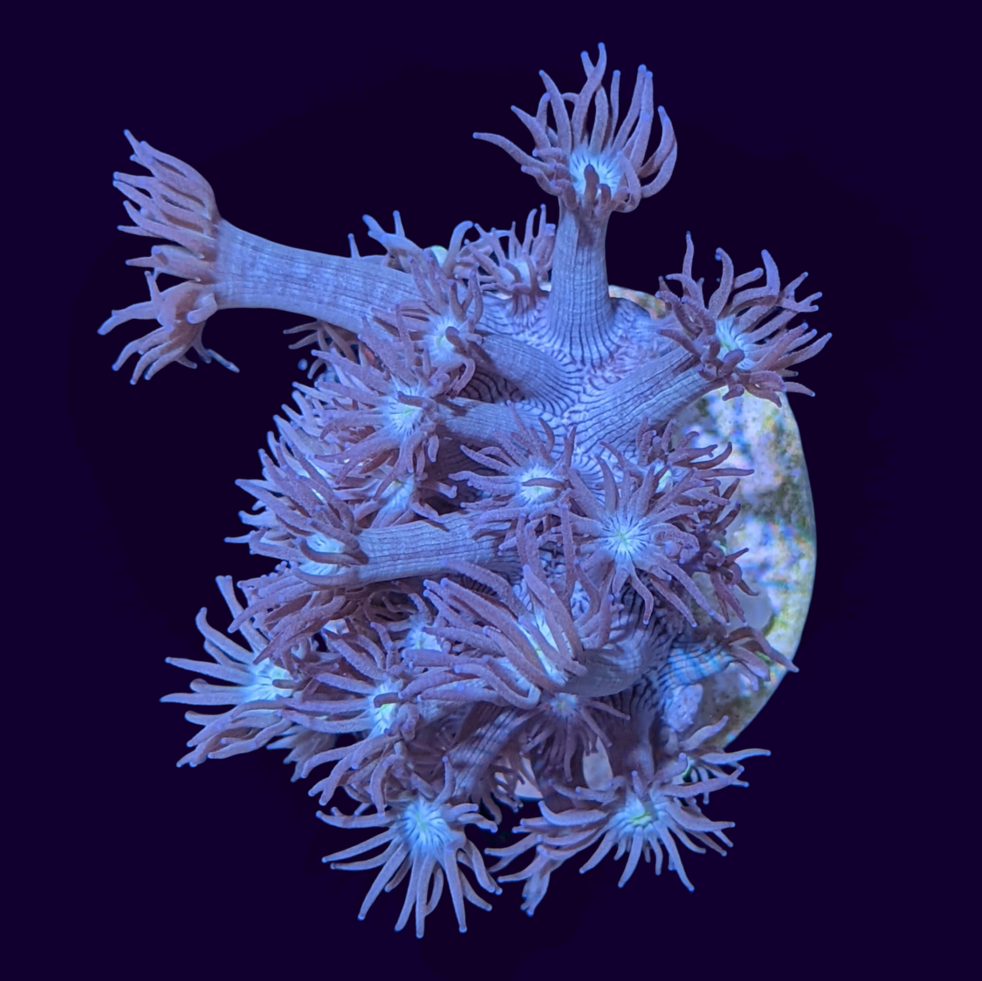 Long Polyp Blue Goniopora