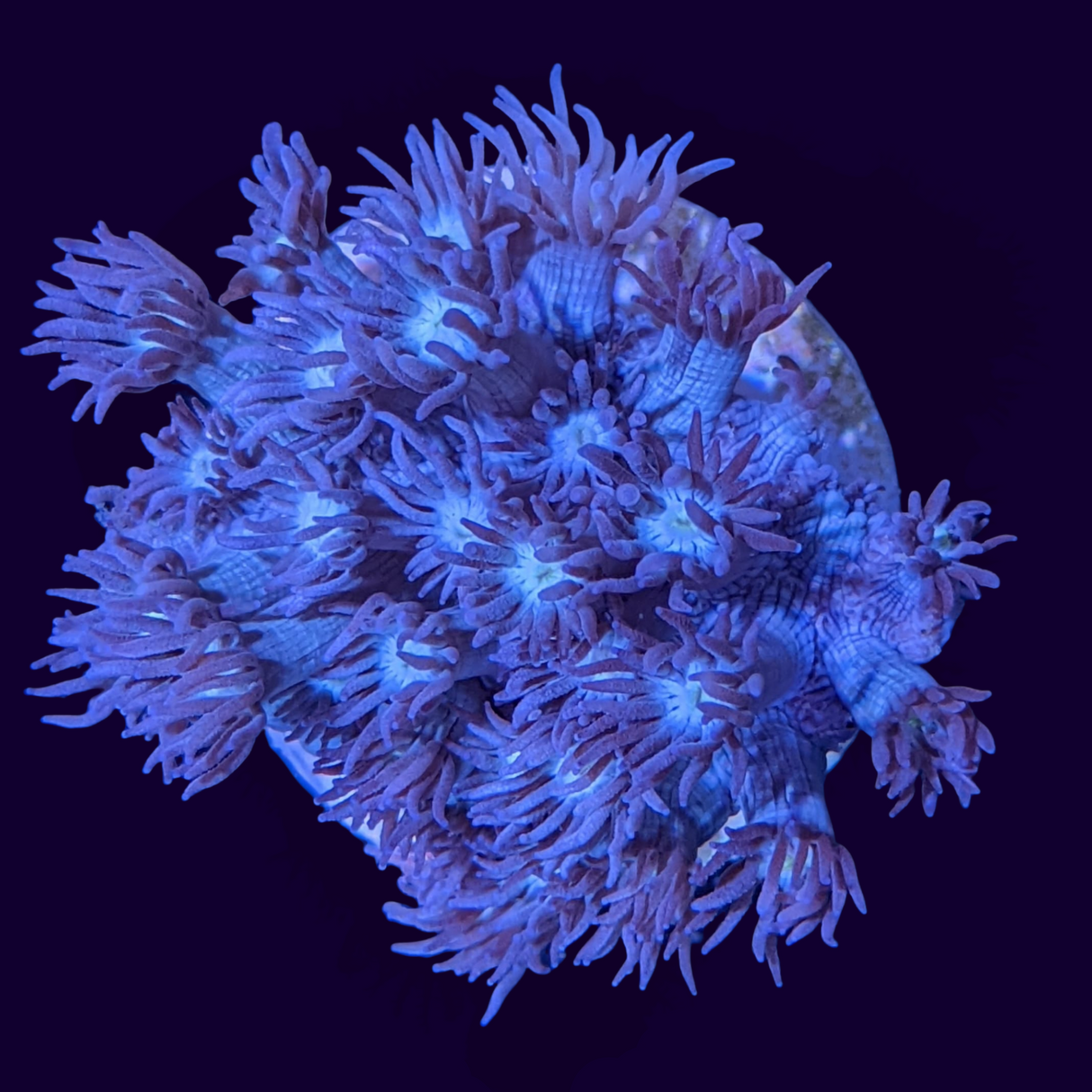 Long Polyp Blue Goniopora