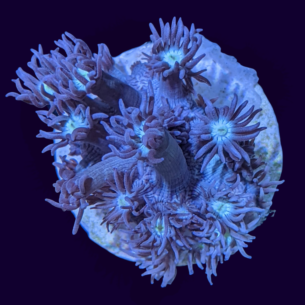 Blue with Cream Eye Goniopora