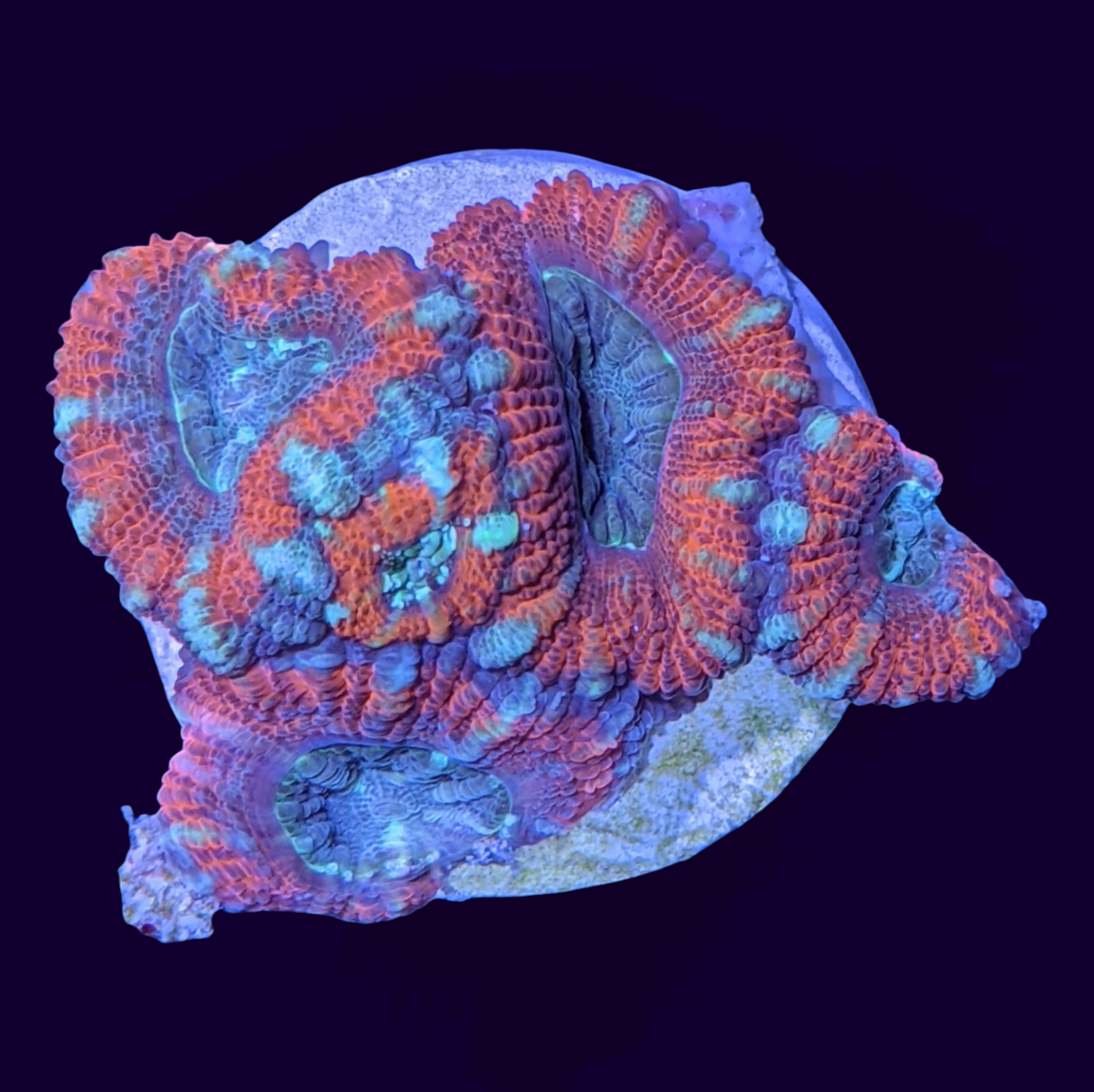 Acanthastrea Lordhowensi