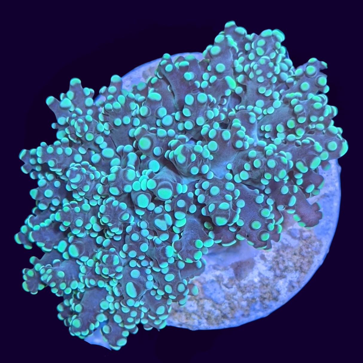 2 Head Frogspawn Frag