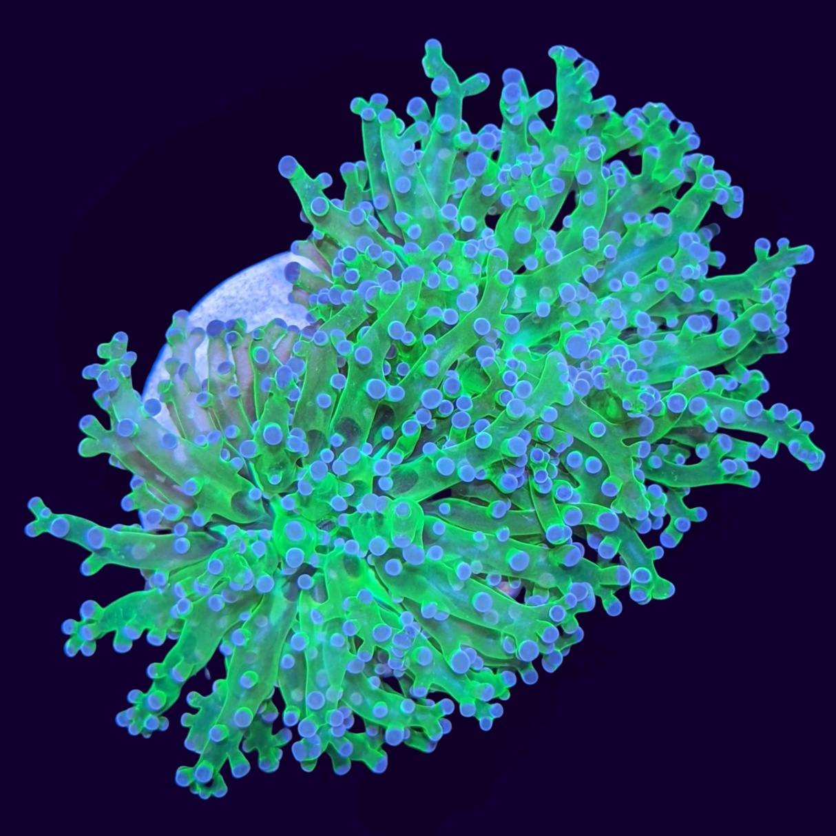 2 Head Green Frogspawn Frag