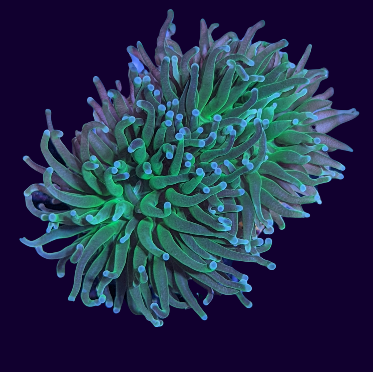 2 Head Large Green Torch Frag