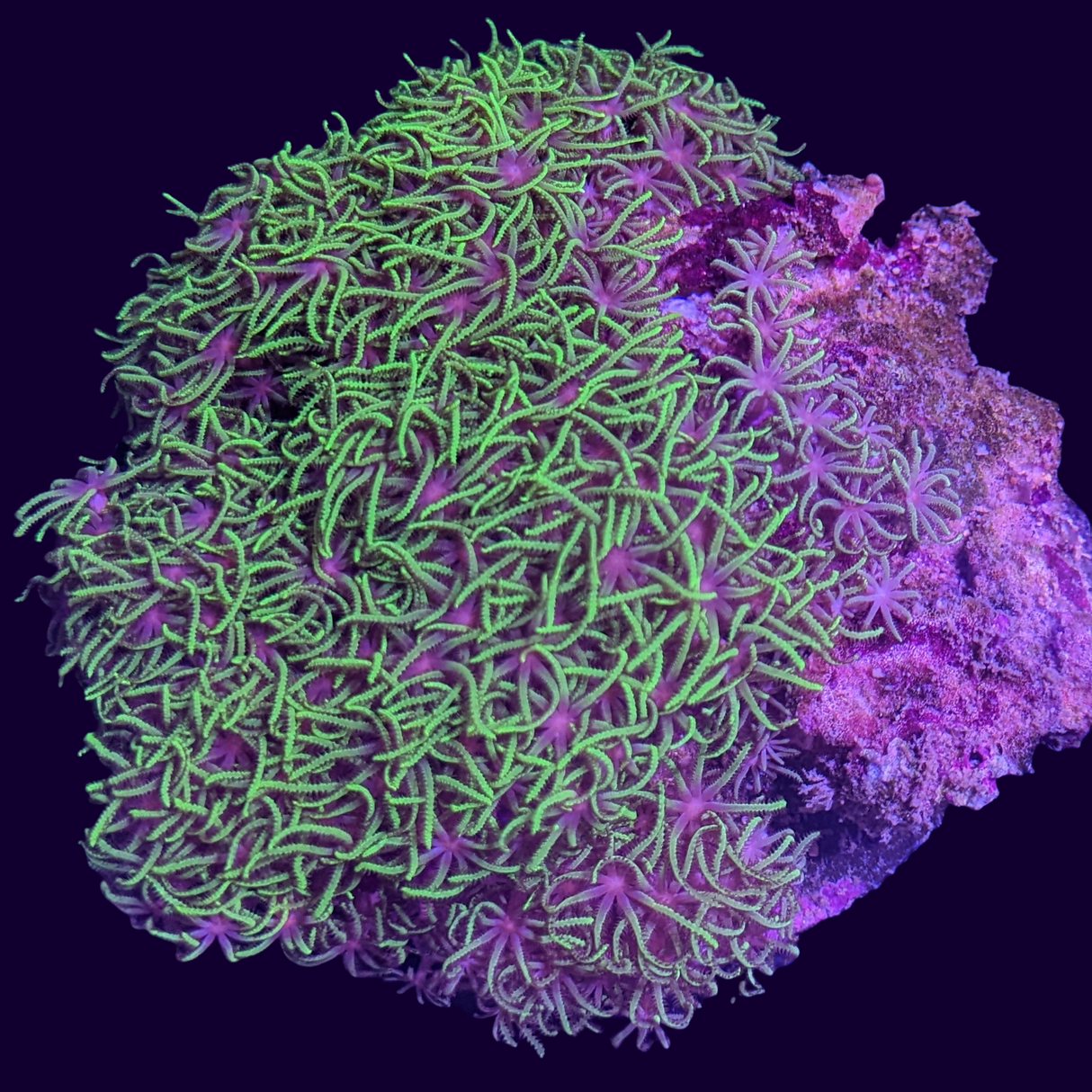 Green Star Polyp Colony