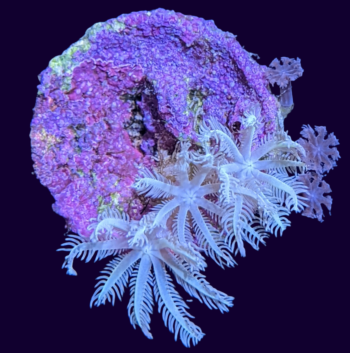 Clove polyps