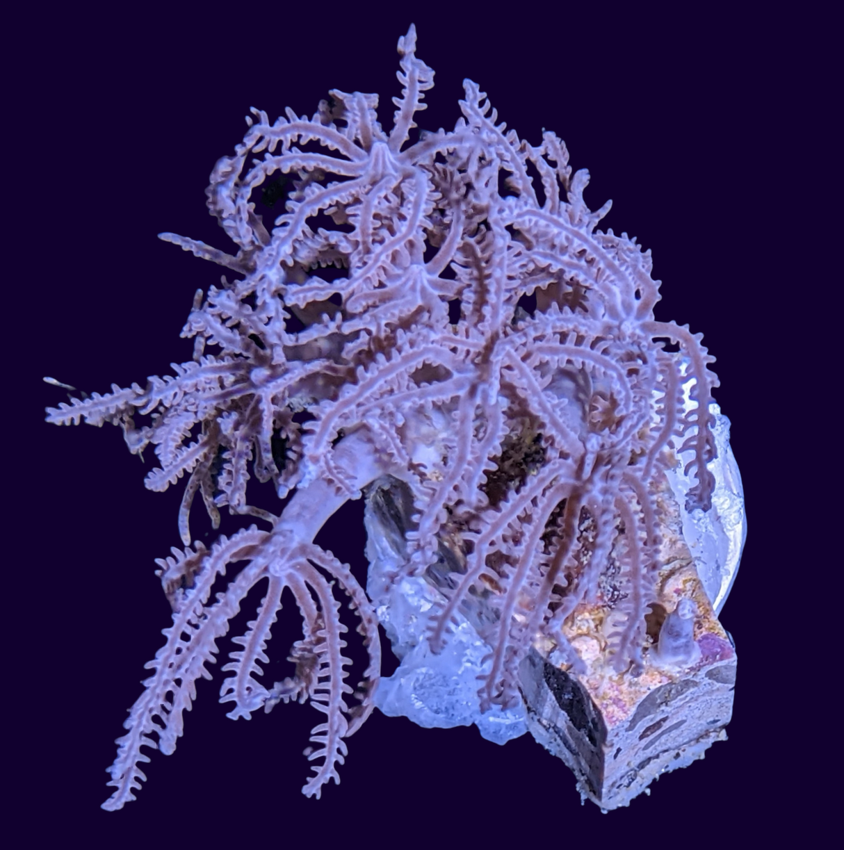 Waving hand coral