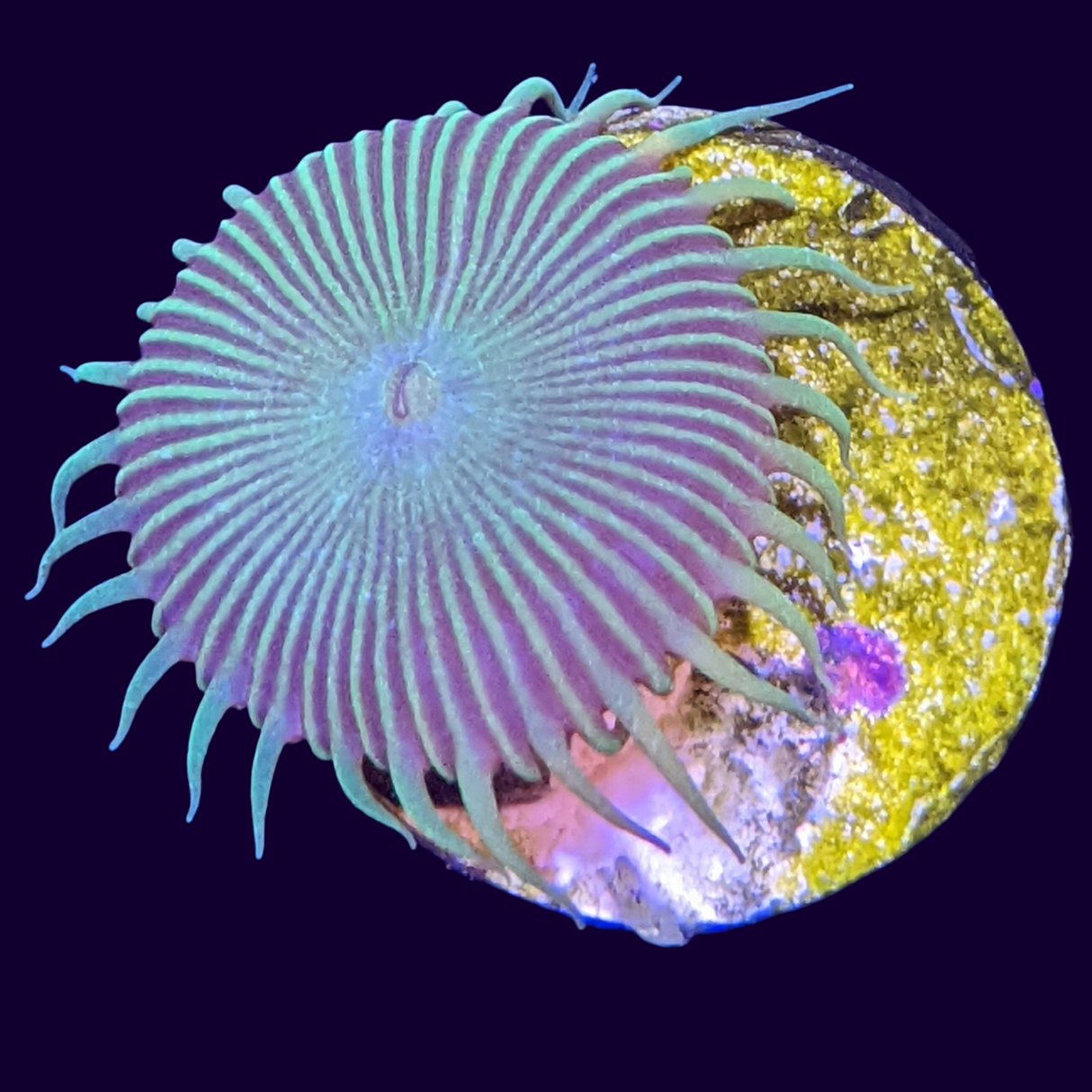 Green Paly Zoa Frag (UK Grown)